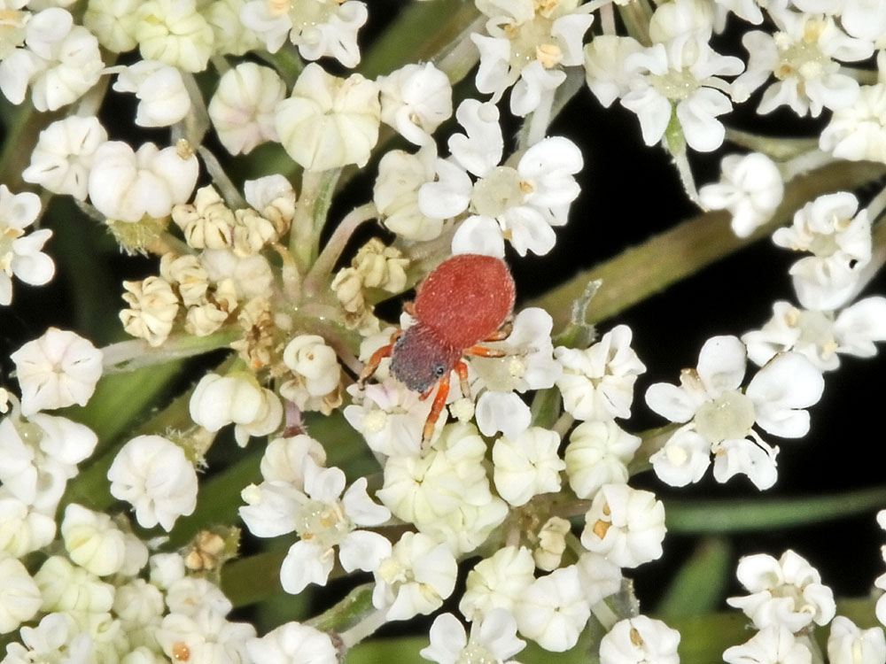 Giovane Ballus rufipes - Borrello (CH)